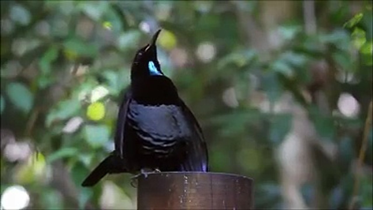 amazing  bird