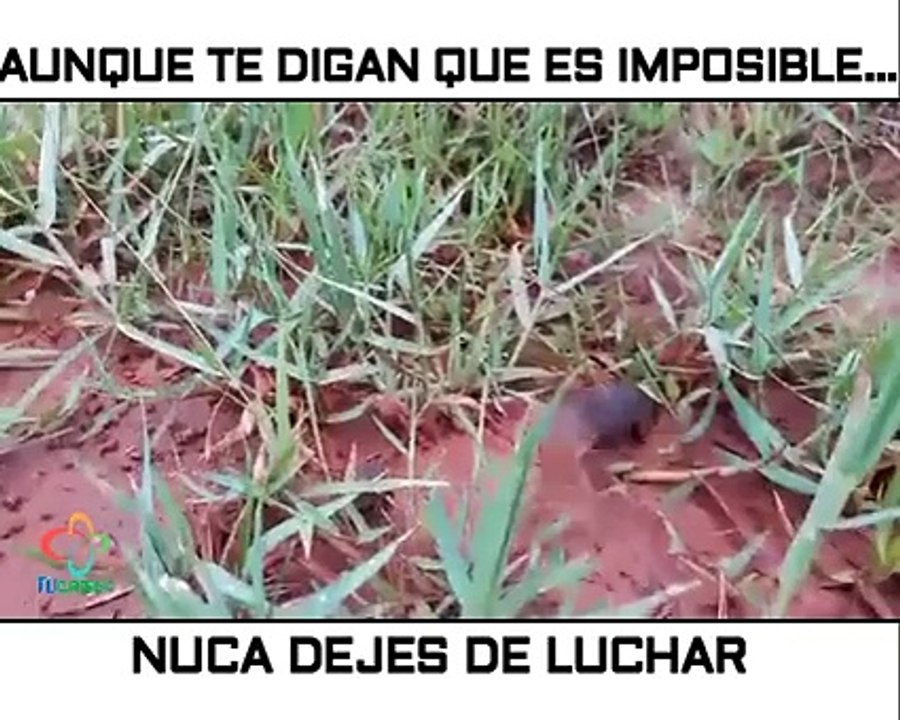 Aunque te digan que es imposible... nunca dejes de luchar!