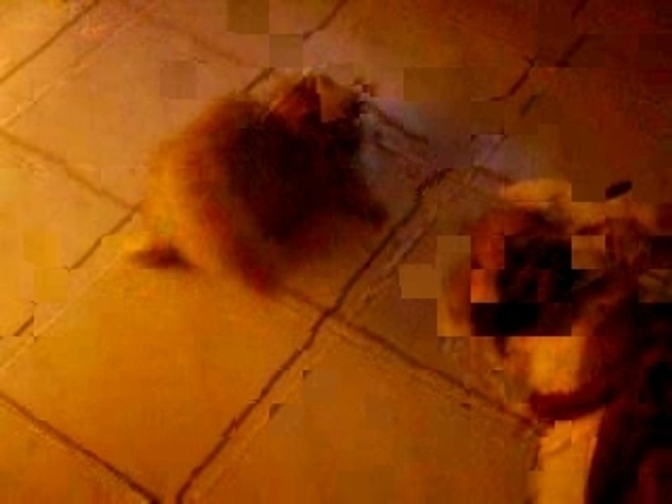 ROMEO VS RADJA 1 BULLDOG ANGLAIS VS CHATON PERSAN