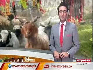 King-of-Asia-Cow-2016---Sohrab-Goth-Mandi-2016---8-Foot-Tall-55-60-Mon-Meat