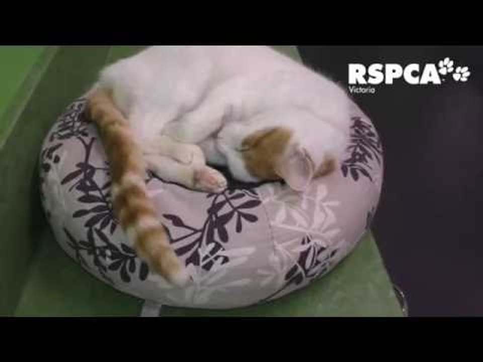 Shelter Cats and Dogs Leap Into Their Brand New Snuggly Beds