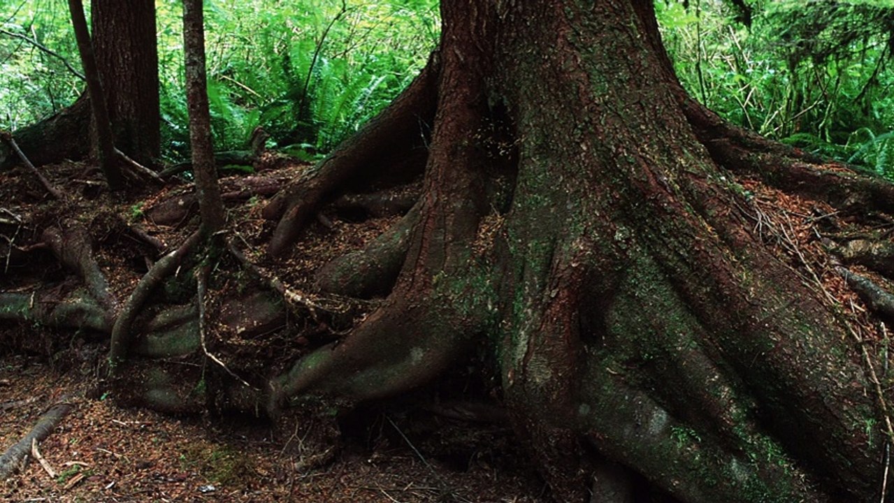 How trees talk to each other Suzanne Simard