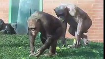 Hairless Chimps look so cool!