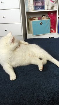 cute, fluffy, white cat, licks himself clean