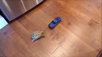 Tortoise chasing toy truck! (VIDEO) : Funny