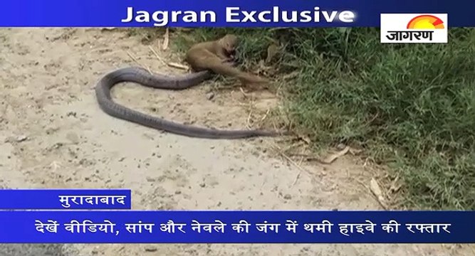 देखें वीडियो, सांप और नेवले की जंग में थमी हाइवे की रफ्तार
