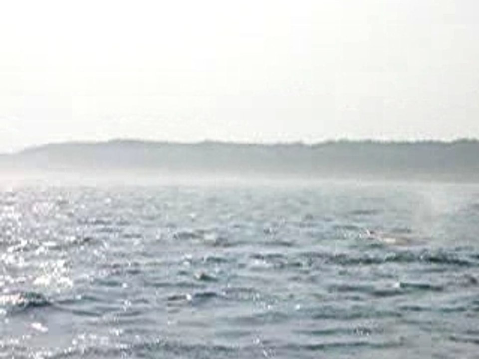 Plongeon d'une baleine à bosse
