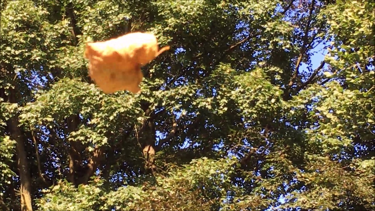 Zukunft baut Pinneberg - Blatt und Regenbogen im Rosengarten September 2016 /Full Film/Complete Movie/Ganzer Film