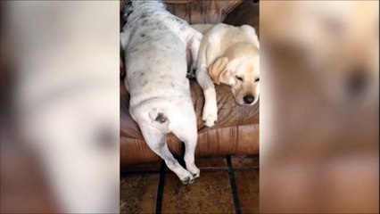 Quand ton pote te laisse pas de place pour dormir!