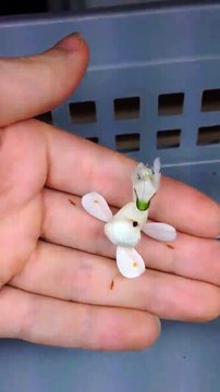 Regardez cette mante religieuse camouflée en fleur! Magnifique