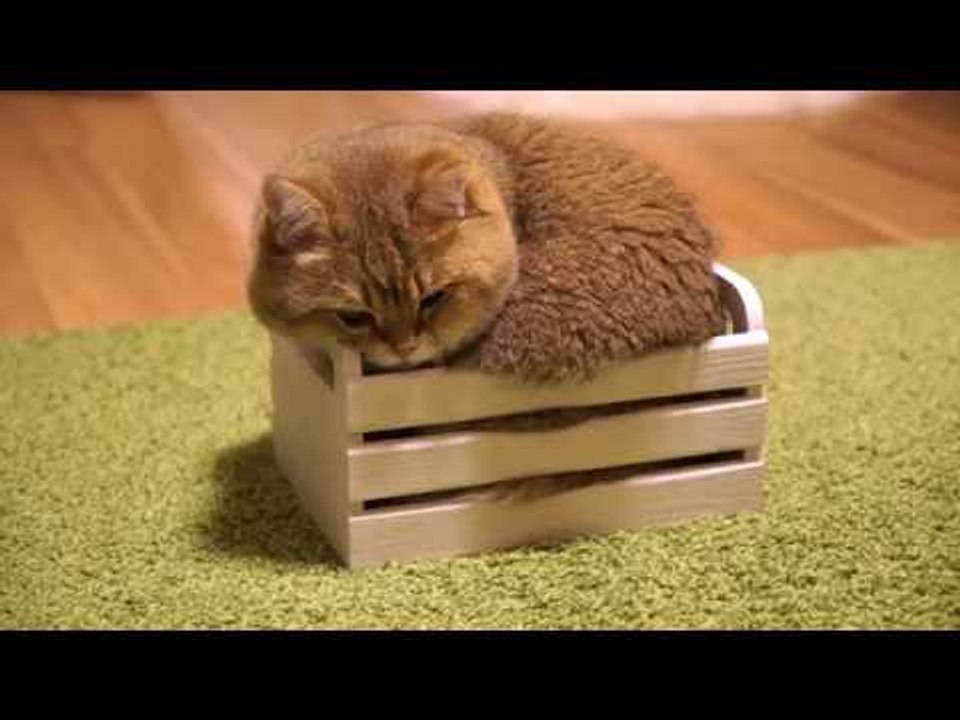 Kitty Finds Wooden Crate, Claims It as New Bed