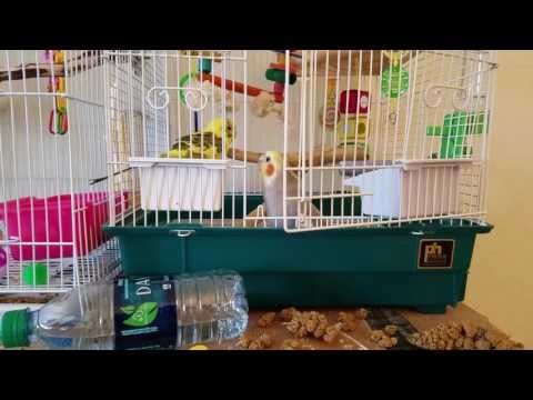 Bird Agrees With Conspiracy Theories About George Bush