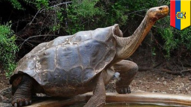 Sex-crazed 100-year-old tortoise sires 800 babies and saves his species