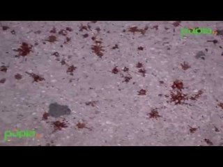 Napoli - Raid a Chiaiano, ucciso il pregiudicato Giuseppe Guazzo (16.09.16)