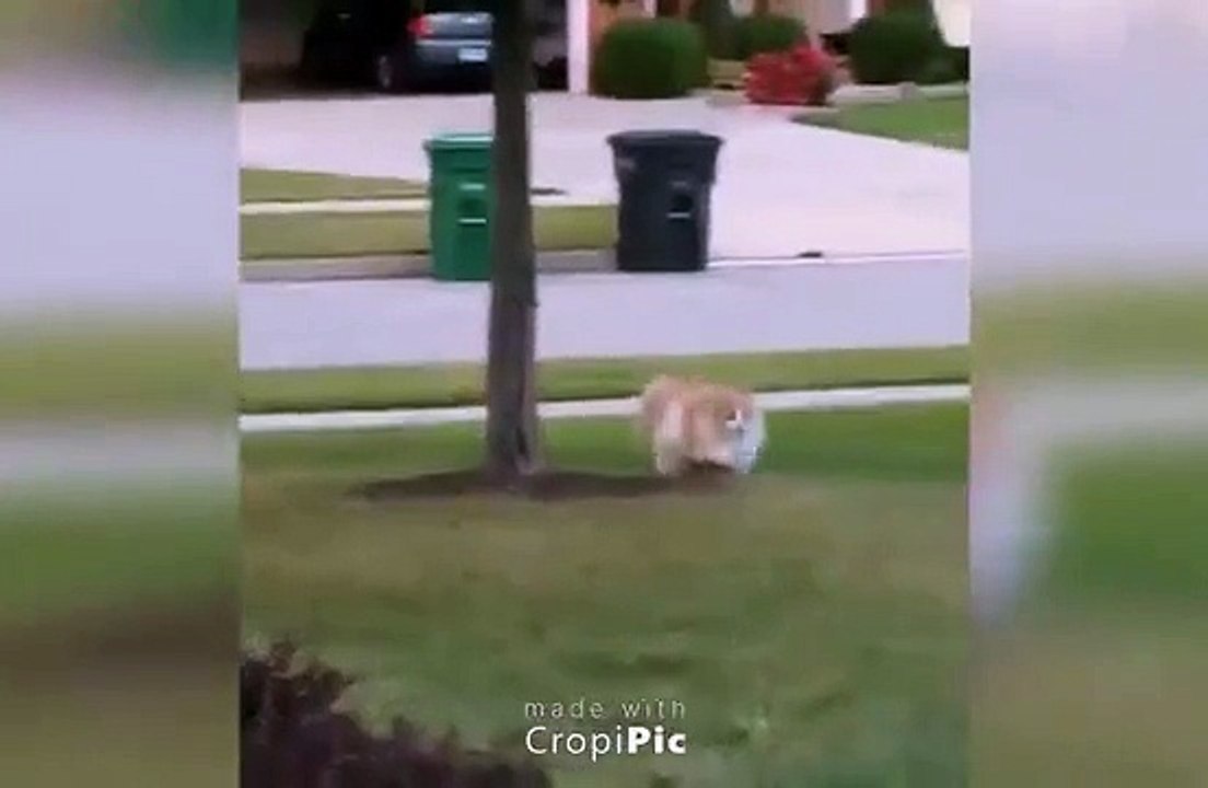 Le plus gros chat du monde