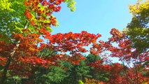 Nami Island, South Korea  韓國南怡島紅葉風光