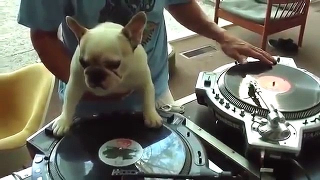 Собака - DJ.