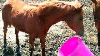 Funny Animal Videos: Funny Horse Videos Compilation [NEW]