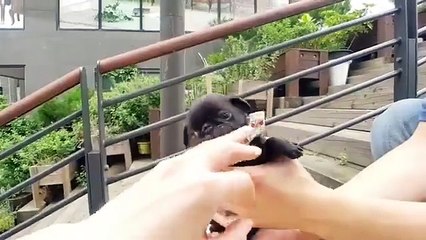 A handful of tiny pug puppy