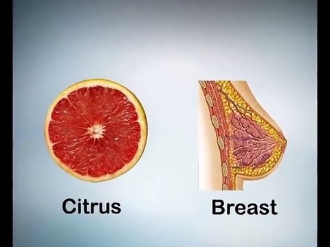 Food and Body Organs (Parts)