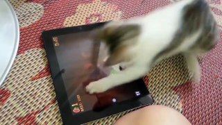 Funny Animal Videos: Most Funny Cats And Dogs Playing Fruit Ninja Compilation
