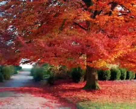 Yorgunum -Dr.Eyüp GÖKSU-Makamı-Nihavent-Beste-Naim İlgün -SOYSEV-Tasarım Klip-Aynur AVCI