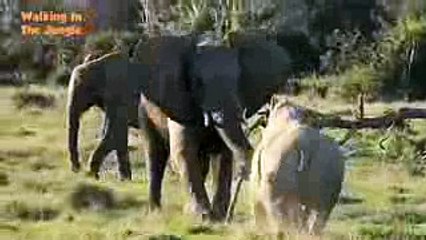 Elephant vs Rhino Real Fight - Animal World - Animals Fight