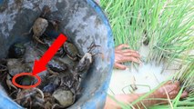 Net Fishing Cambodia- Catching Crab in Siem Reap - Cambodia Traditional Fishing