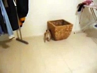 Liver Shunt - Pug Pacing and Head Pressing