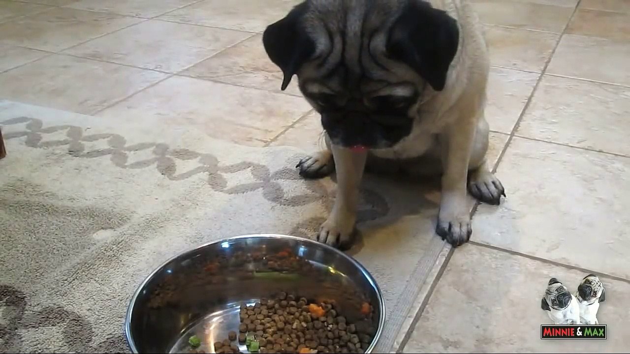 Minnie the Drooling Pug
