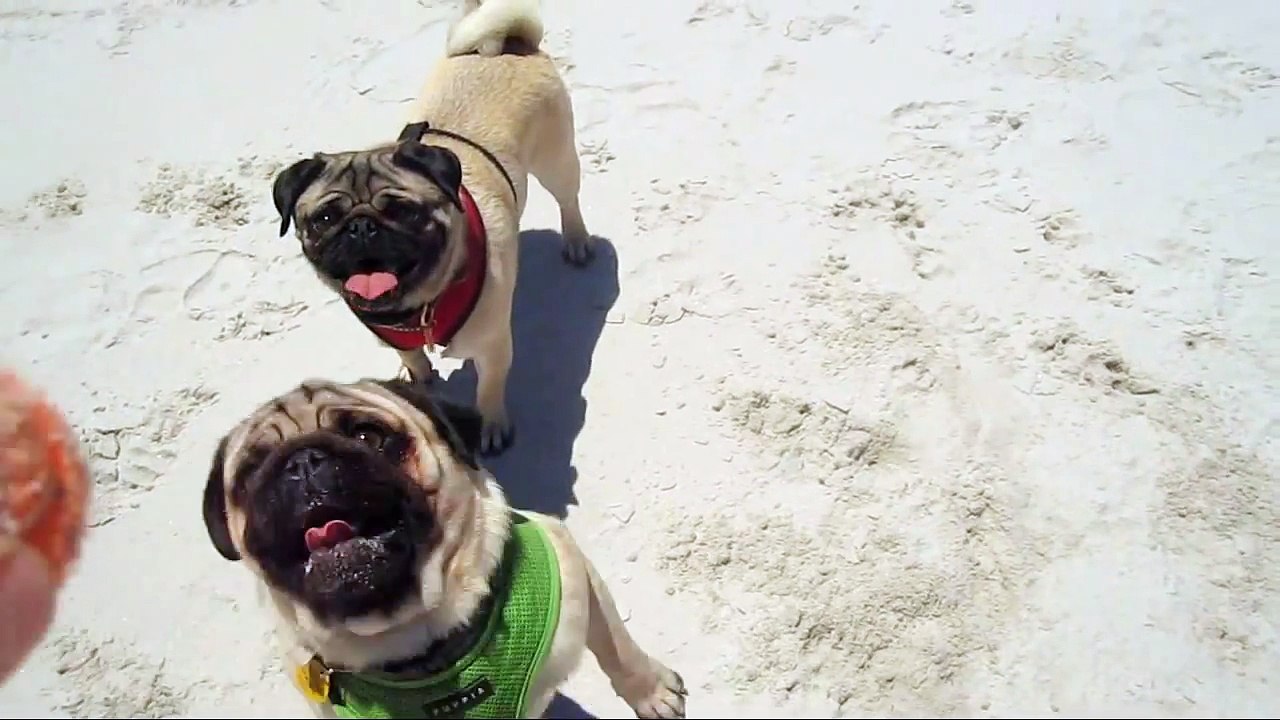 Minnie the Flying Pug