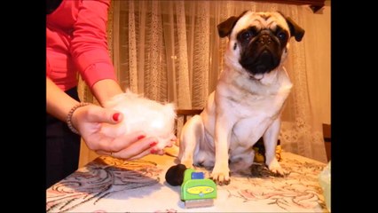 Mops Pug Grooming with Furminator