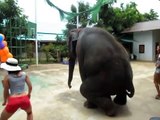 Elephant is dancing and made the people crazy