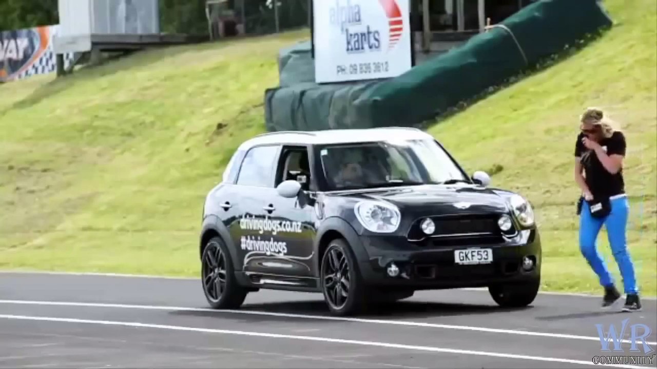 Funny Cats and Dogs Videos - dog driving