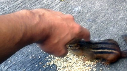 Quand ton meilleur pote est un ecureuil