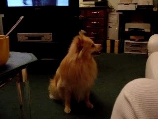 MOVieStar FOXY, My Dog's Sweet Tête-Tilts 🐶