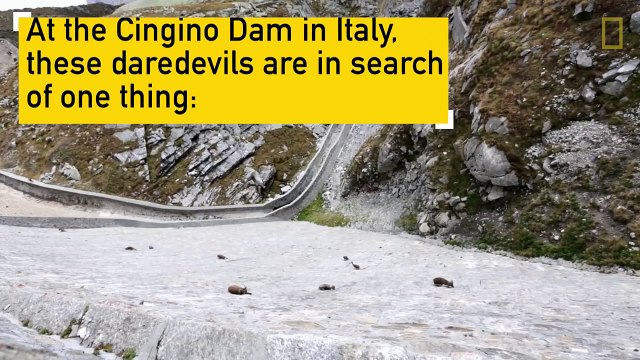 Amazing Footage- Goats Climbing on a Near-Vertical Dam - National Geographic