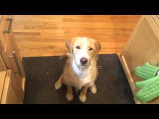 Giving Cooper his Birthday Cookie