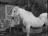 Mister Ed S4 | Ol Swayback