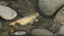 Yellowstone River partially opens amid fish-killing parasite
