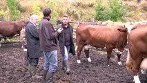 Hautes-Alpes : La foire aux bestiaux de Réallon dans le déclin ?