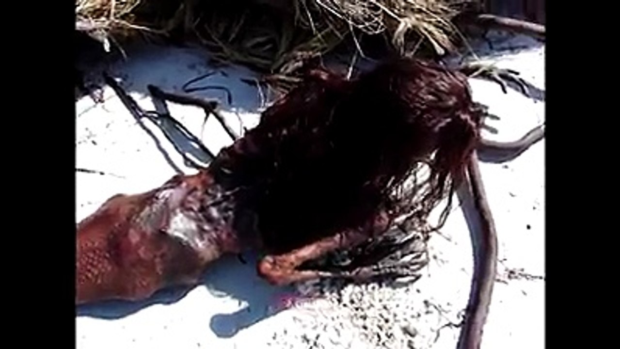 I resti di una sirena in spiaggia...