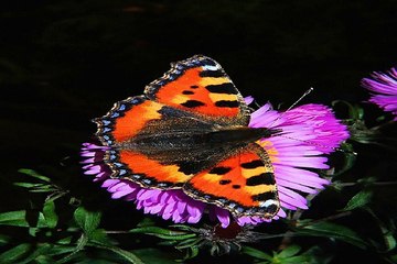 알바나라『찜알바』남자알바