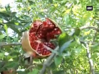 K. Kavitha asks Ramdev to directly procure turmeric fromTelangana farmers