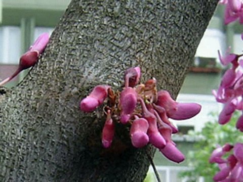 GECELER ŞEMSETTİN DERVİŞOĞLU SESLENDİREN... HAVA KÖSEOĞLU KLİP ...AYNUR AVCI