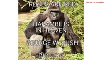 Harambe Memes Dicksoutforharambe