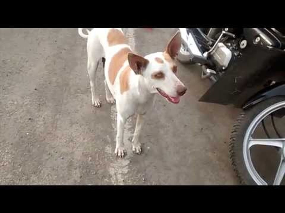 Innocent dog