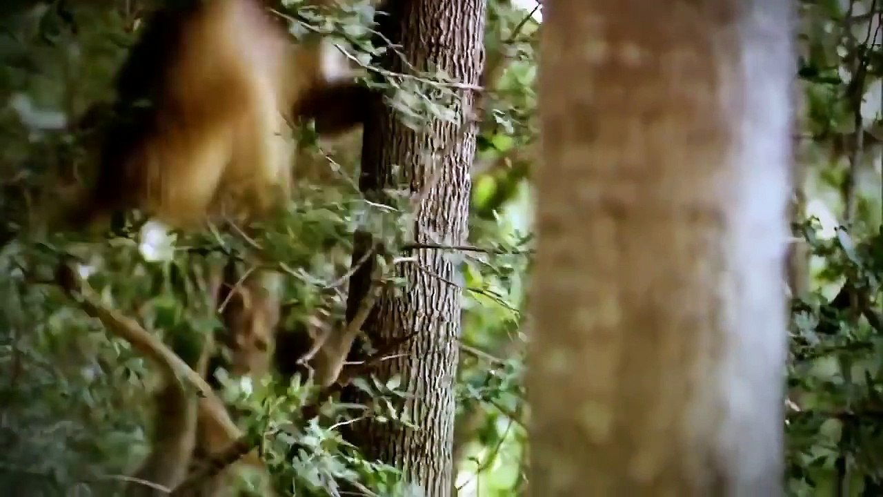 Wild discovery animals channel - National Geogr...