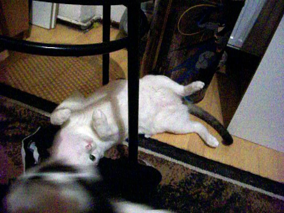 Harvey und Vinzent am 13.09.2016