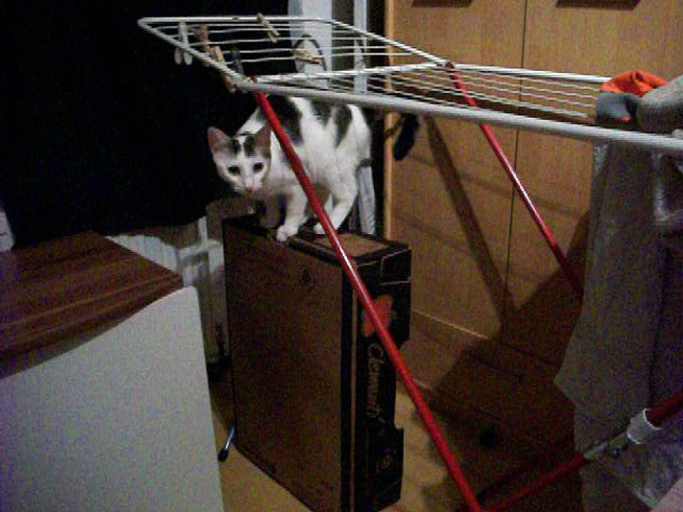 Harvey und Vinzent am 17.09.2016